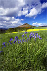 wp97240c94.png